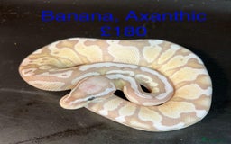 Python Snake reptiles for sale: Ball/royal pythons  - Image 10
