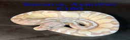 Python Snake reptiles for sale: Ball/royal pythons  - Advert 10