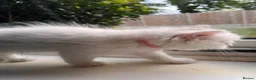 Ragdoll cats for sale: 🌟 Stunning half Ragdoll Kittens READY TO GO 🌟 - Advert 24
