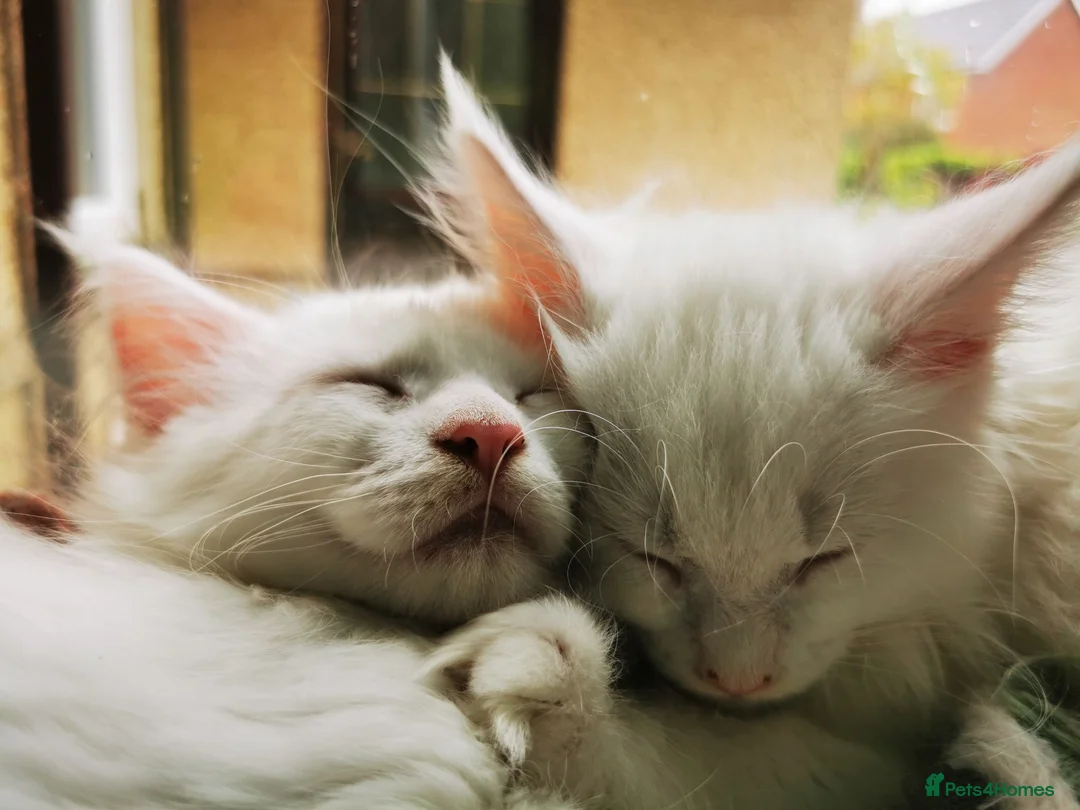 Maine Coon cats for sale: A Touch of Magic: White Maine Coon Girls Available - Advert 2