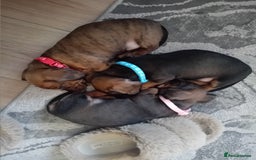 Miniature Dachshund dogs for sale: 3 gorgeous mini Dachshunds - Image 7