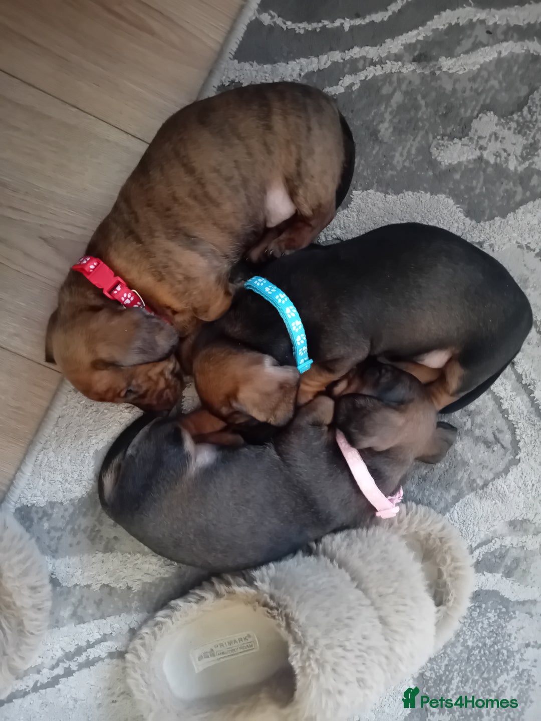Miniature Dachshund dogs for sale: 3 gorgeous mini Dachshunds - Image 7