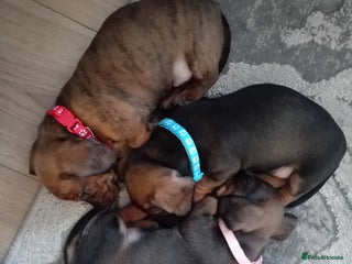Miniature Dachshund dogs - Advert 8