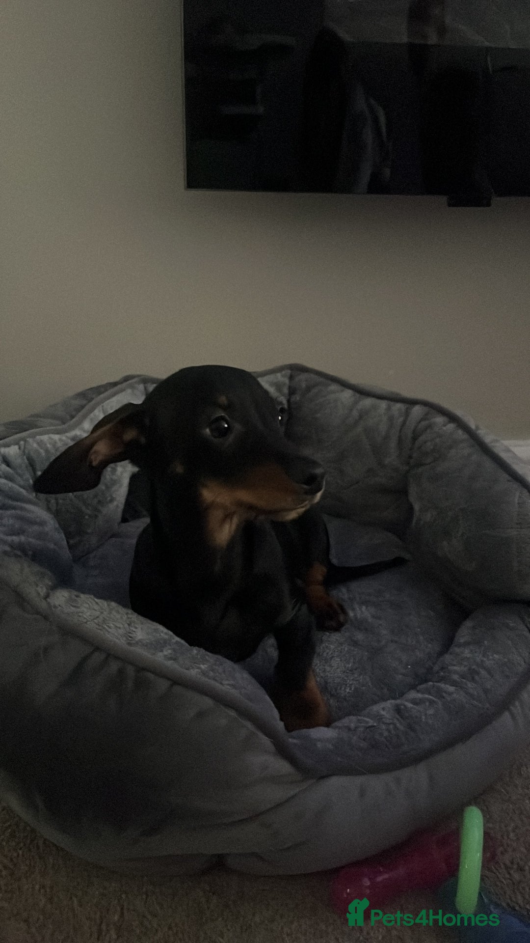 Mixed Breed dogs for sale: 🐶 Dorkie (Yorkie x Dachshund) Puppy for Sale 🐶 - Advert 3