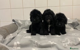 Cockapoo dogs for sale: Beautiful merle puppy’s available  - Image 6