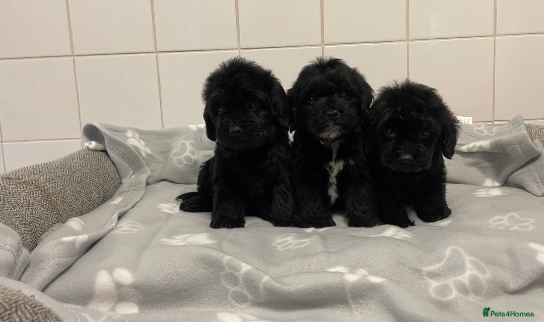 Cockapoo dogs for sale: Beautiful merle puppy’s available  - Image 6