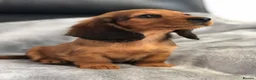 Dachshund dogs for sale: Dachshund Puppies - Advert 14
