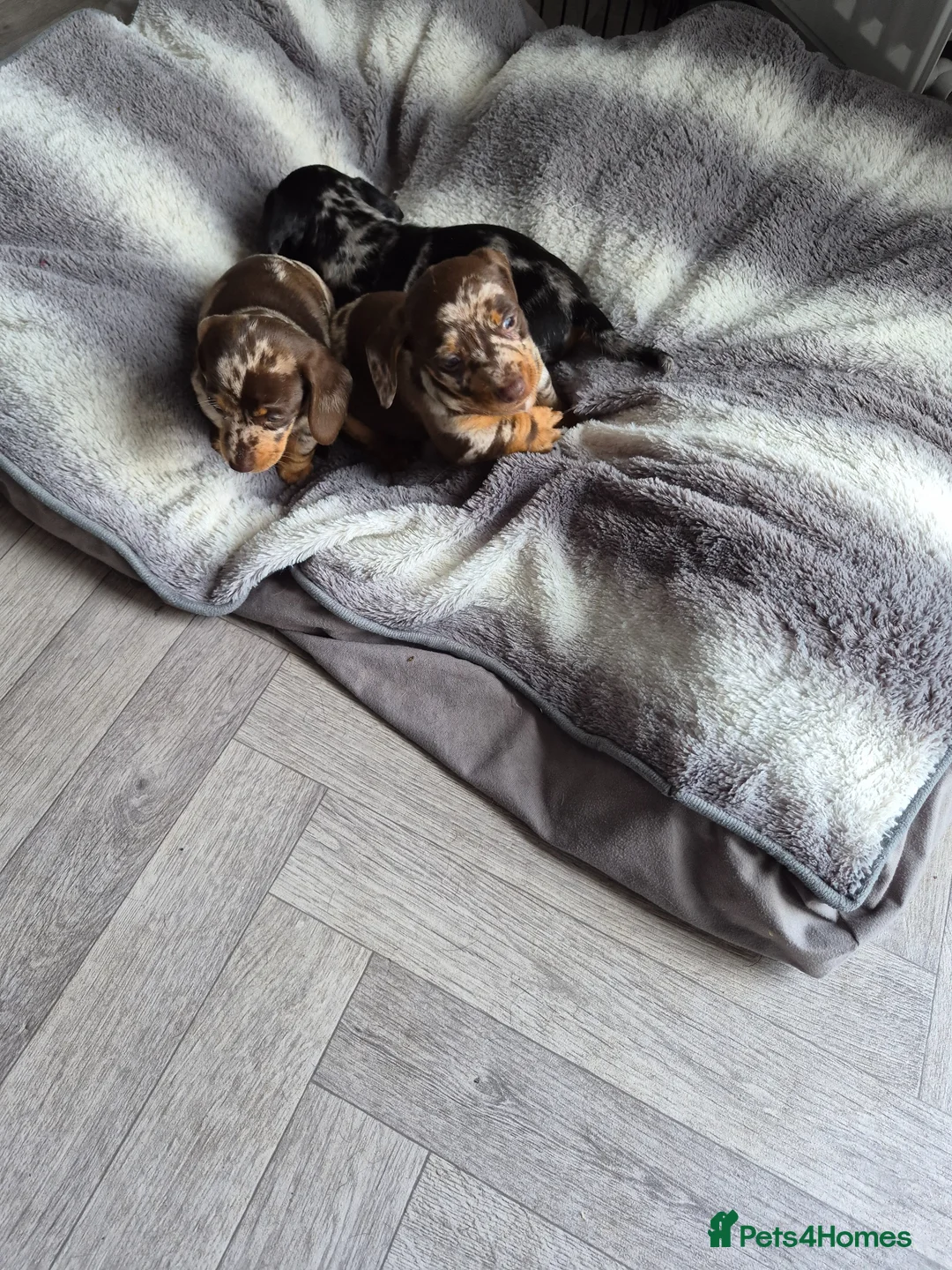 Dachshund dogs for sale: 3 female and 2 male puppies  in Inverurie - Advert 11