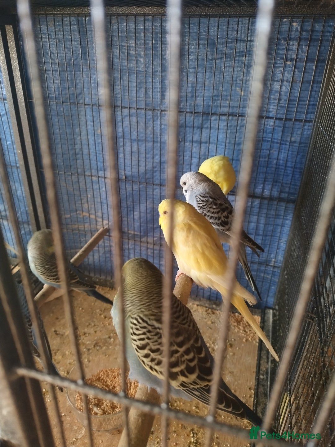 Budgerigars birds for sale: For sale  - Advert 5