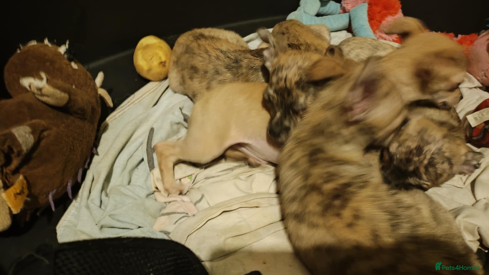 Chihuahua dogs Beautiful puppies ready for forever homes  - Advert 3