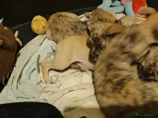 Chihuahua dogs Beautiful puppies ready for forever homes - Advert 6