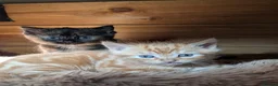 Mixed Breed cats for sale: 2 Bengal/Norwegian forest Kittens  - Advert 14