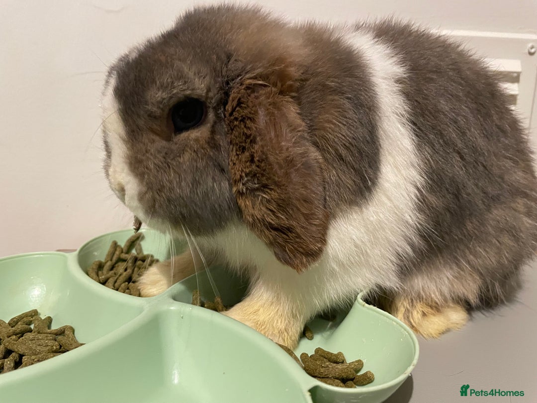 Mini Lop rabbits for sale: Pure Bred Mini Lops 🩵🩷 - Advert 4