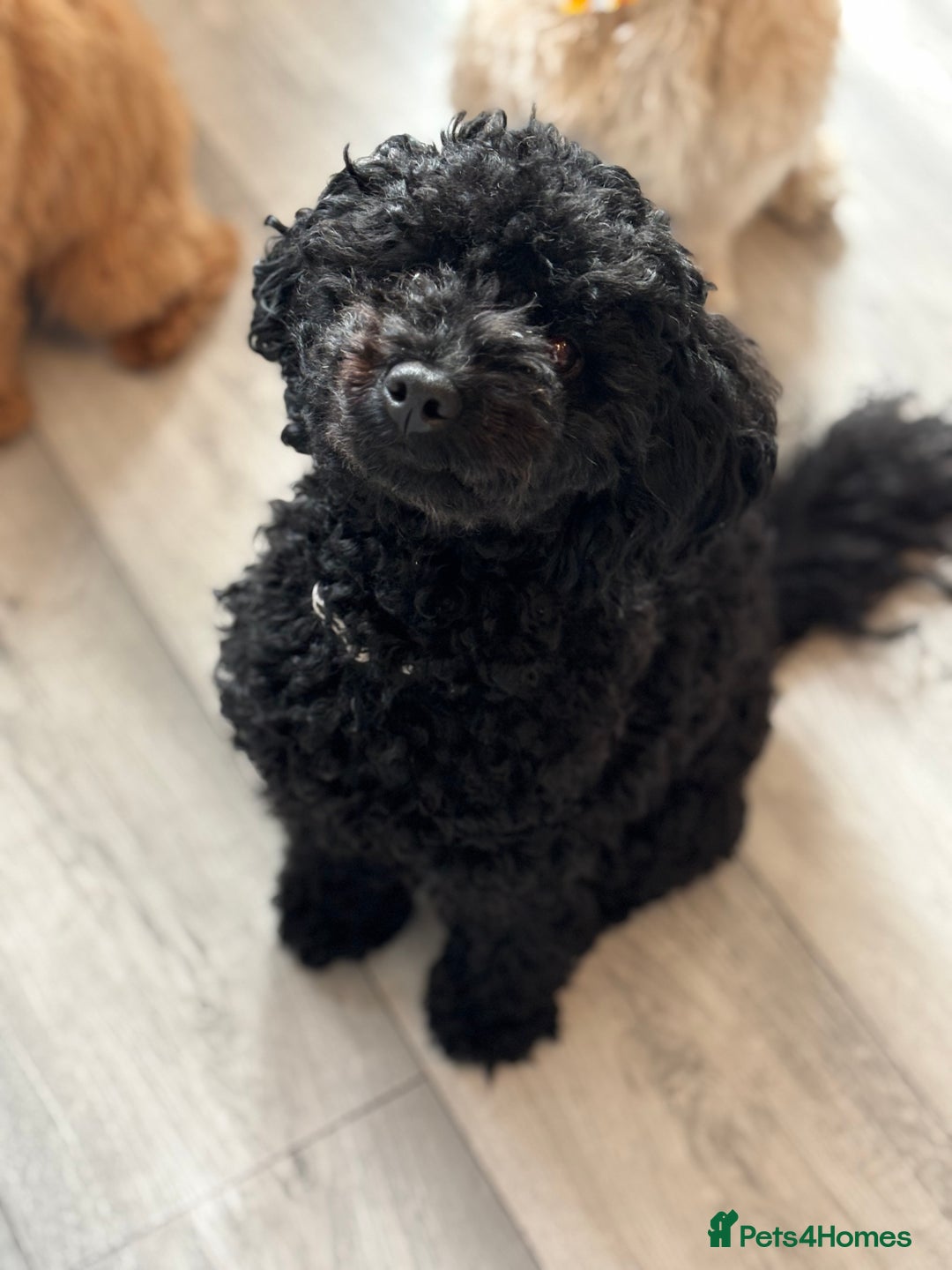Toy Poodle dogs for sale: Toy poodle puppies *Ready for  ** * - Advert 14
