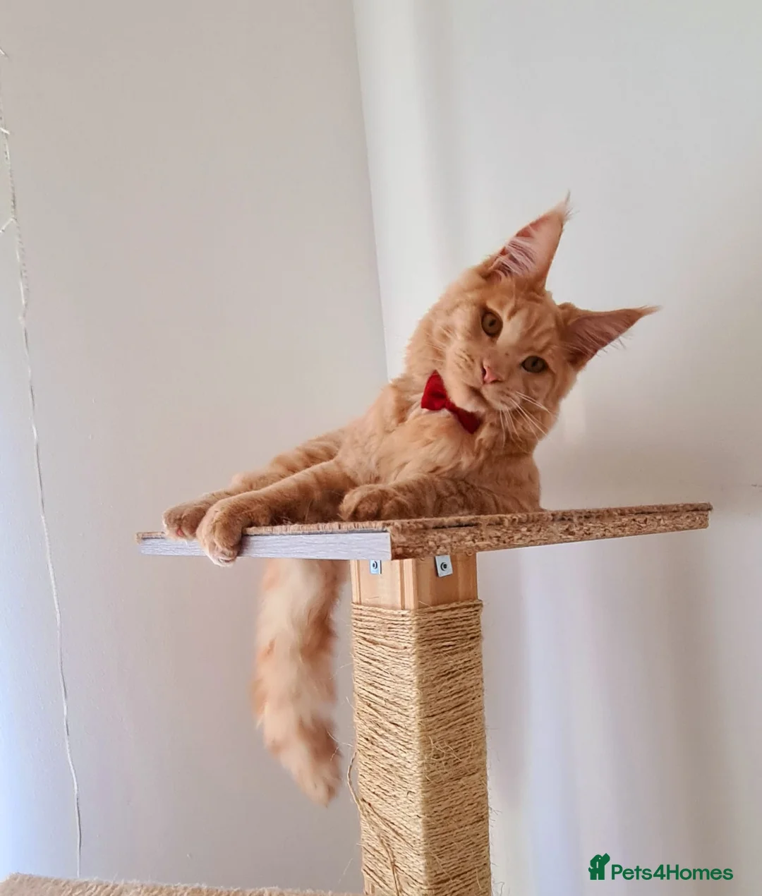 Maine Coon cats for sale: Cat for sale - Advert 3