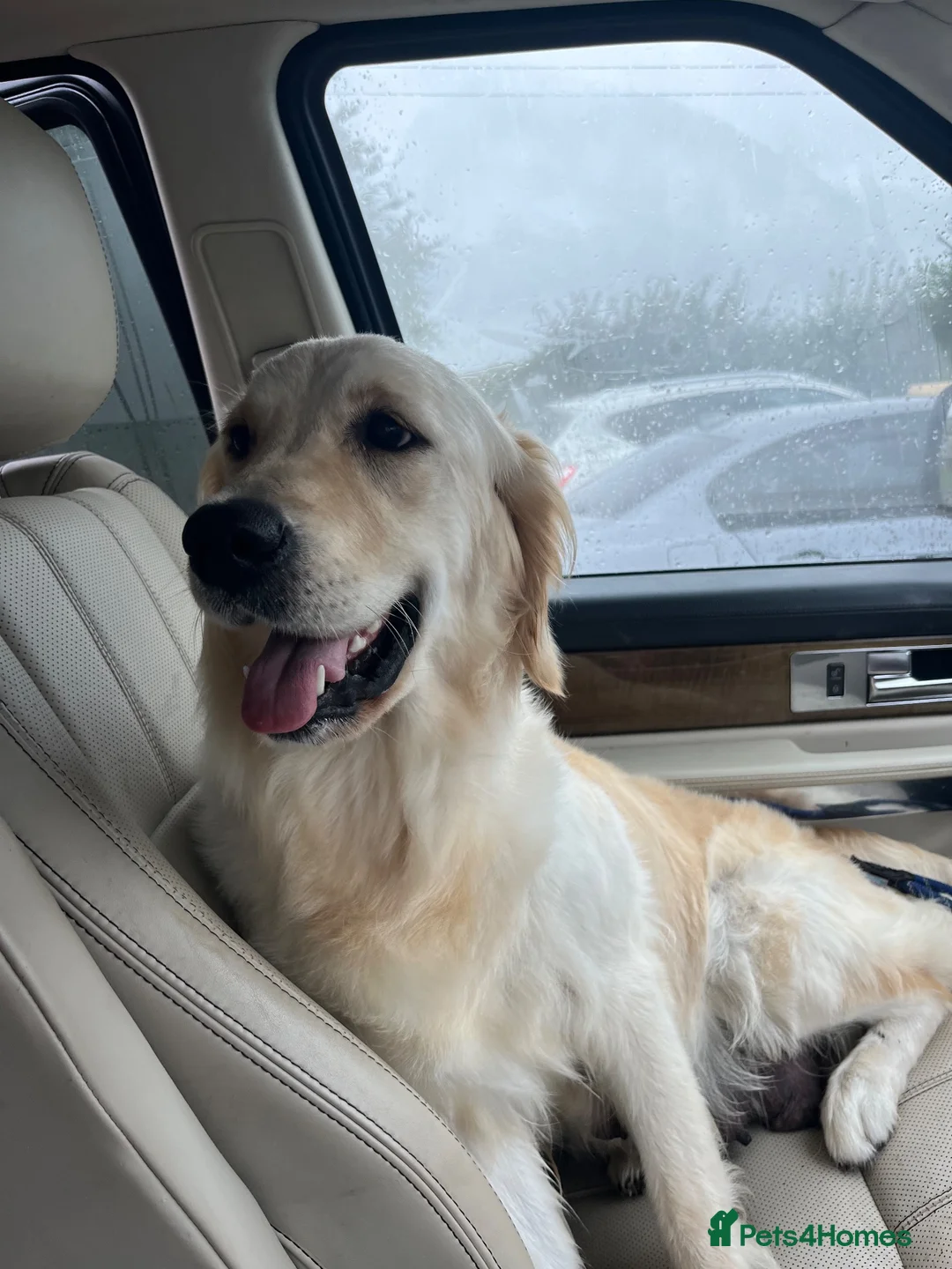 Golden Retriever dogs for sale: Golden Retriever Puppies  - Advert 2