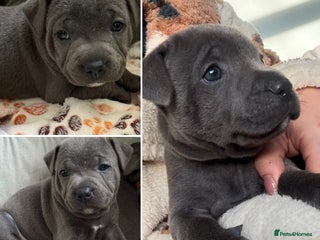 Staffordshire Bull Terrier dogs Exceptional blue staffies - Advert 10
