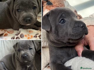 Staffordshire Bull Terrier dogs Exceptional blue staffies - Advert 13
