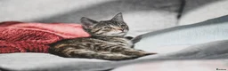 Mixed Breed cats for sale: REDUCED READY TO GO -  1 BOY/GIRL Tabby kittens  - Advert 18
