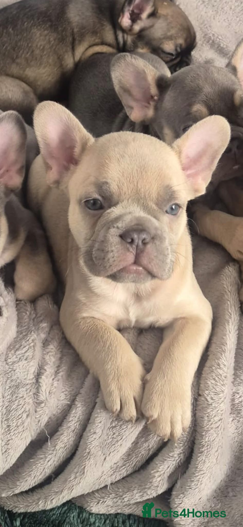 French Bulldog dogs Last platinum boy frenchie left  - Advert 16
