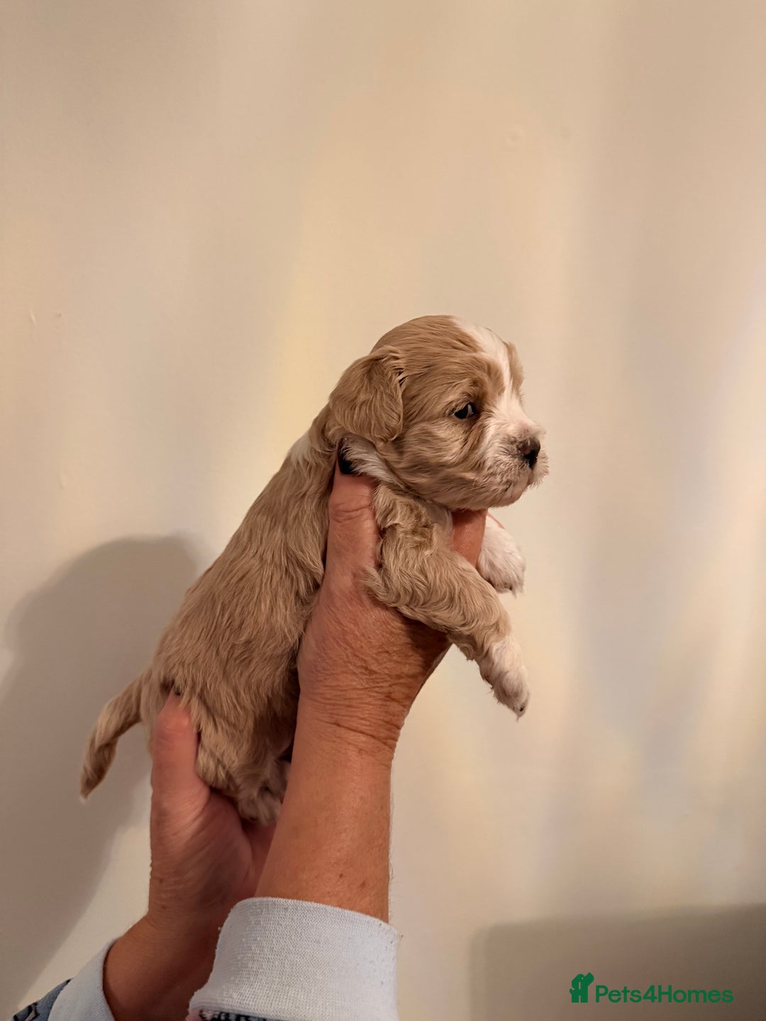 Maltipoo dogs for sale: Maltipoo puppies  - Advert 1