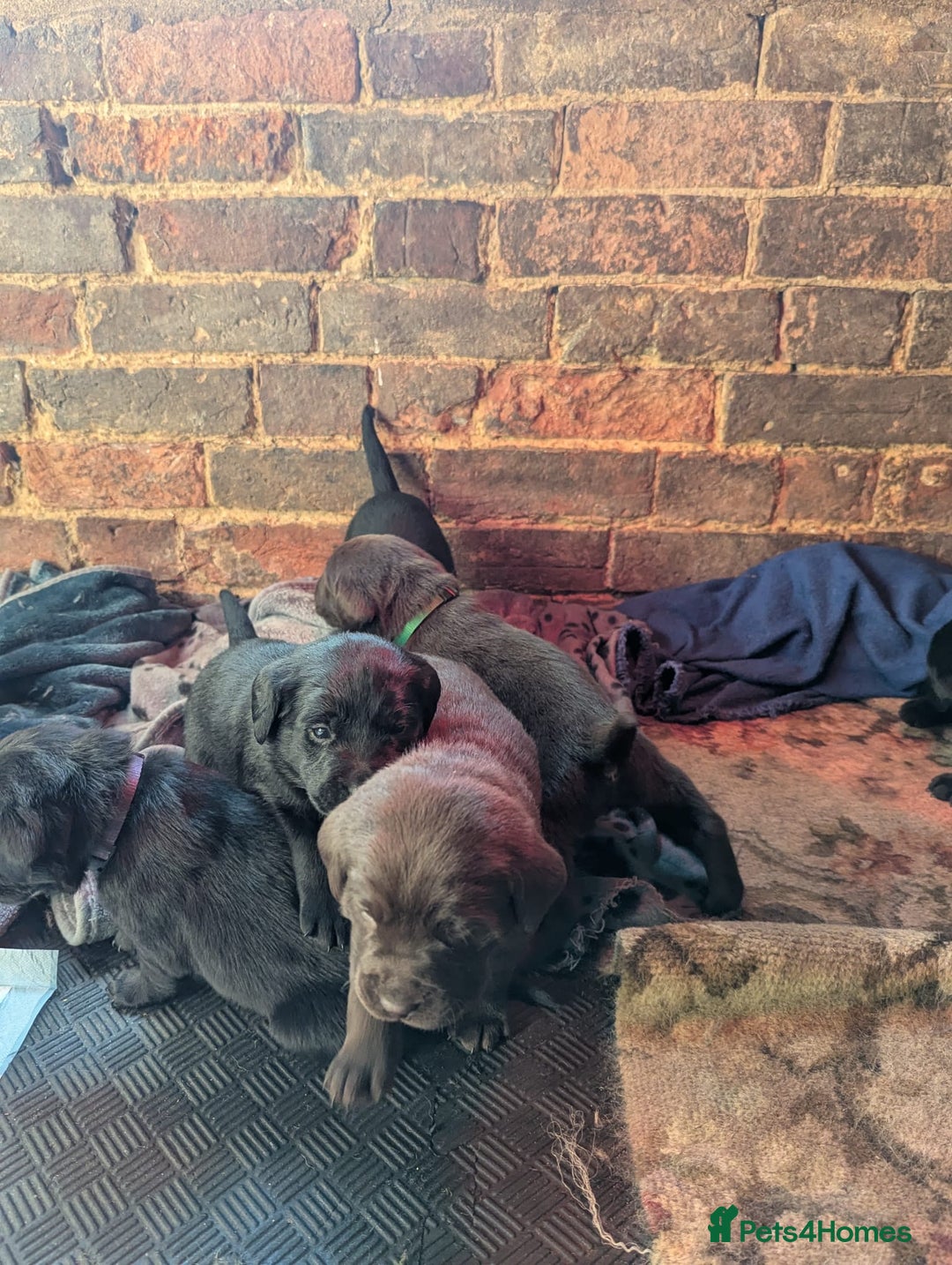 Labrador Retriever dogs for sale: Labrador puppies for sale (black and chocolate)  - Advert 8
