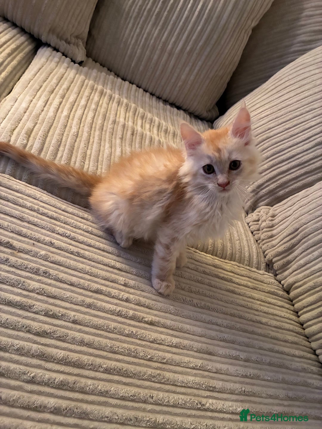 Maine Coon cats for sale: Maine coon  - Advert 4