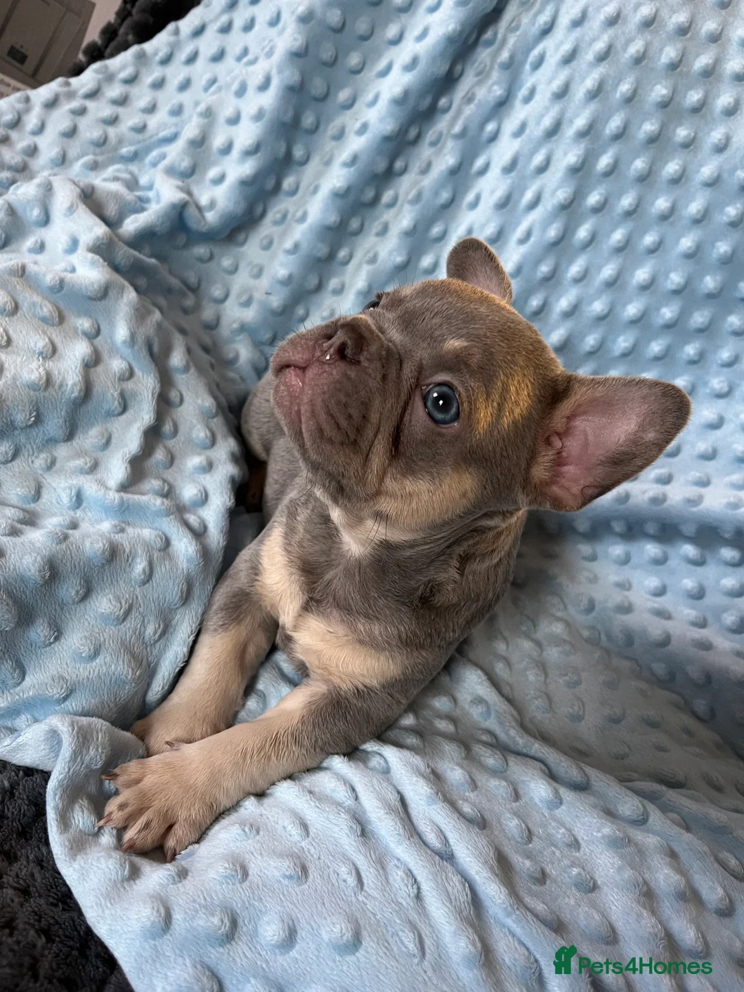 French Bulldog dogs for sale: Adorable French Bulldog puppies - Advert 11