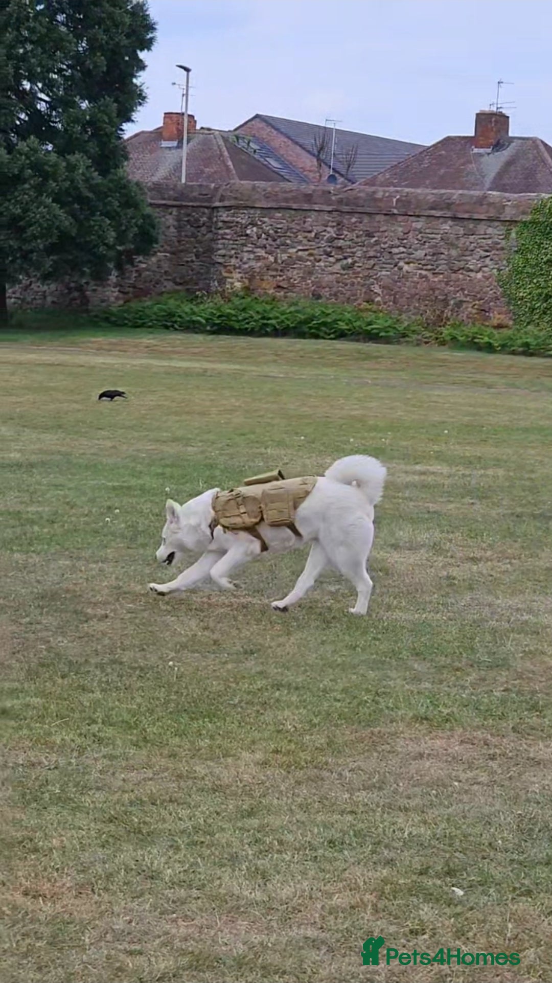 Akita dogs for sale: URGENT FREE ADOPTION  - Image 6
