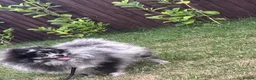 Pomeranian dogs for sale: Beautiful Male & female Pomeranian  - Advert 7