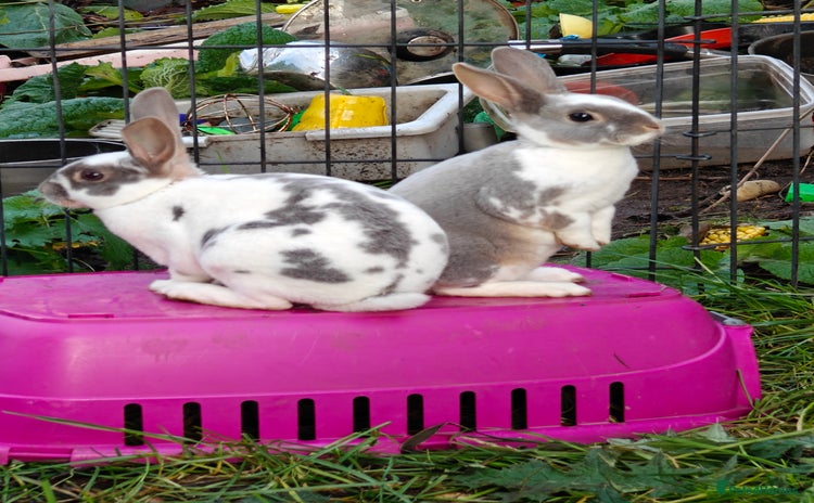 Rex rabbits Mixed litter of Mini Rex  - Advert 3