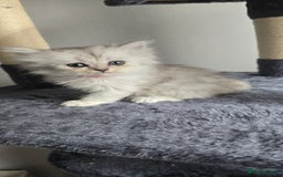 Persian cats for sale: Persian Kittens for Sale – Fluffy Bundles of Joy - Image 13
