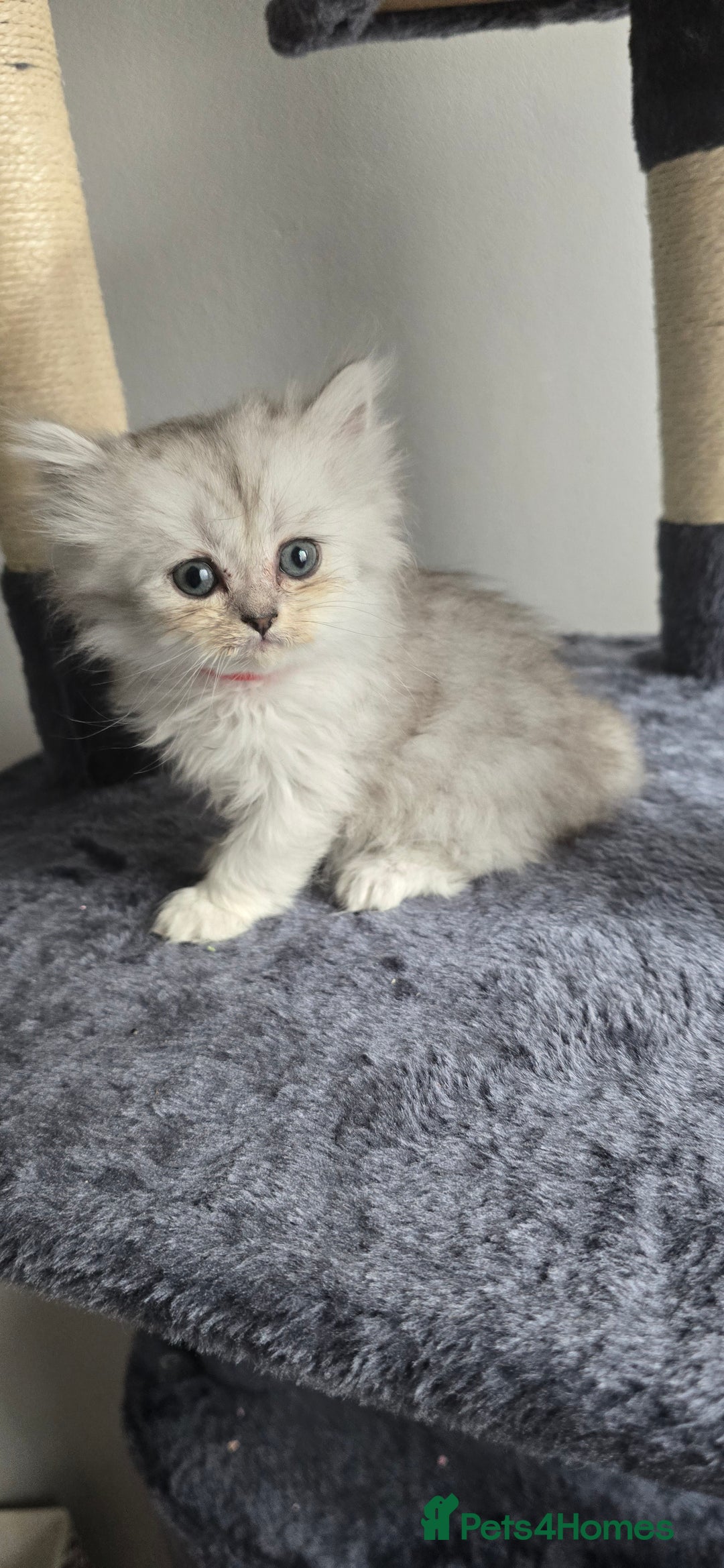 Persian cats for sale: Persian Kittens for Sale – Fluffy Bundles of Joy - Image 13
