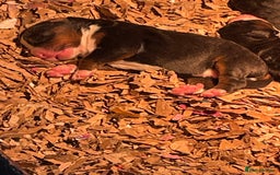 Bernese Mountain Dog dogs for sale: Boys and girls available.  - Image 11