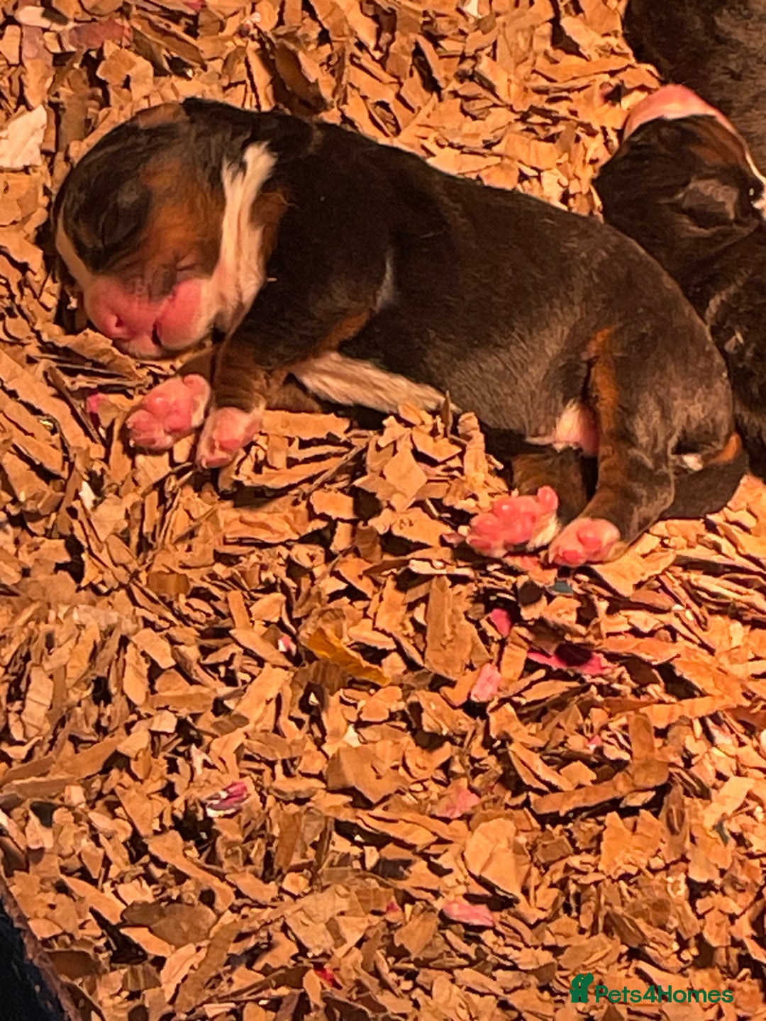 Bernese Mountain Dog dogs for sale: Boys and girls available.  - Image 11