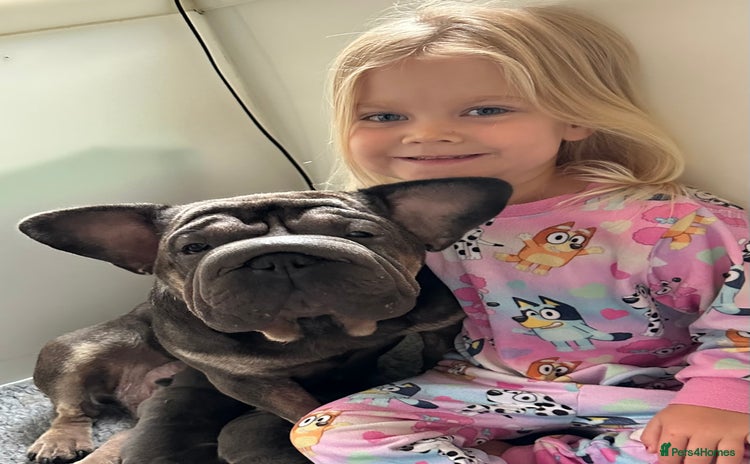 French Bulldog dogs - Advert 3