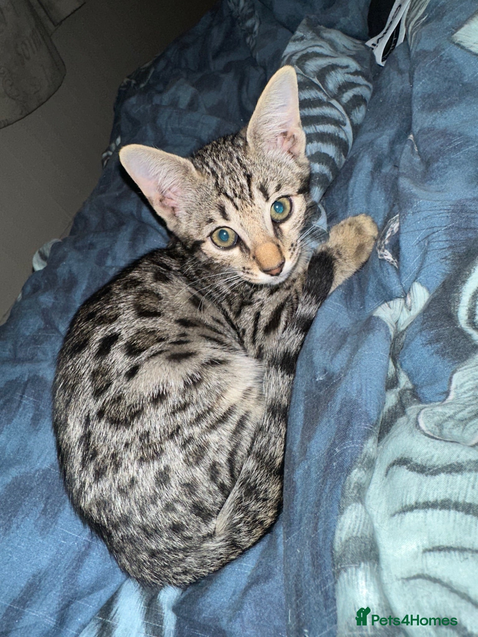 Bengal cats Stunning Snow Sepia Bengal x Savannah Kitten  - Advert 1
