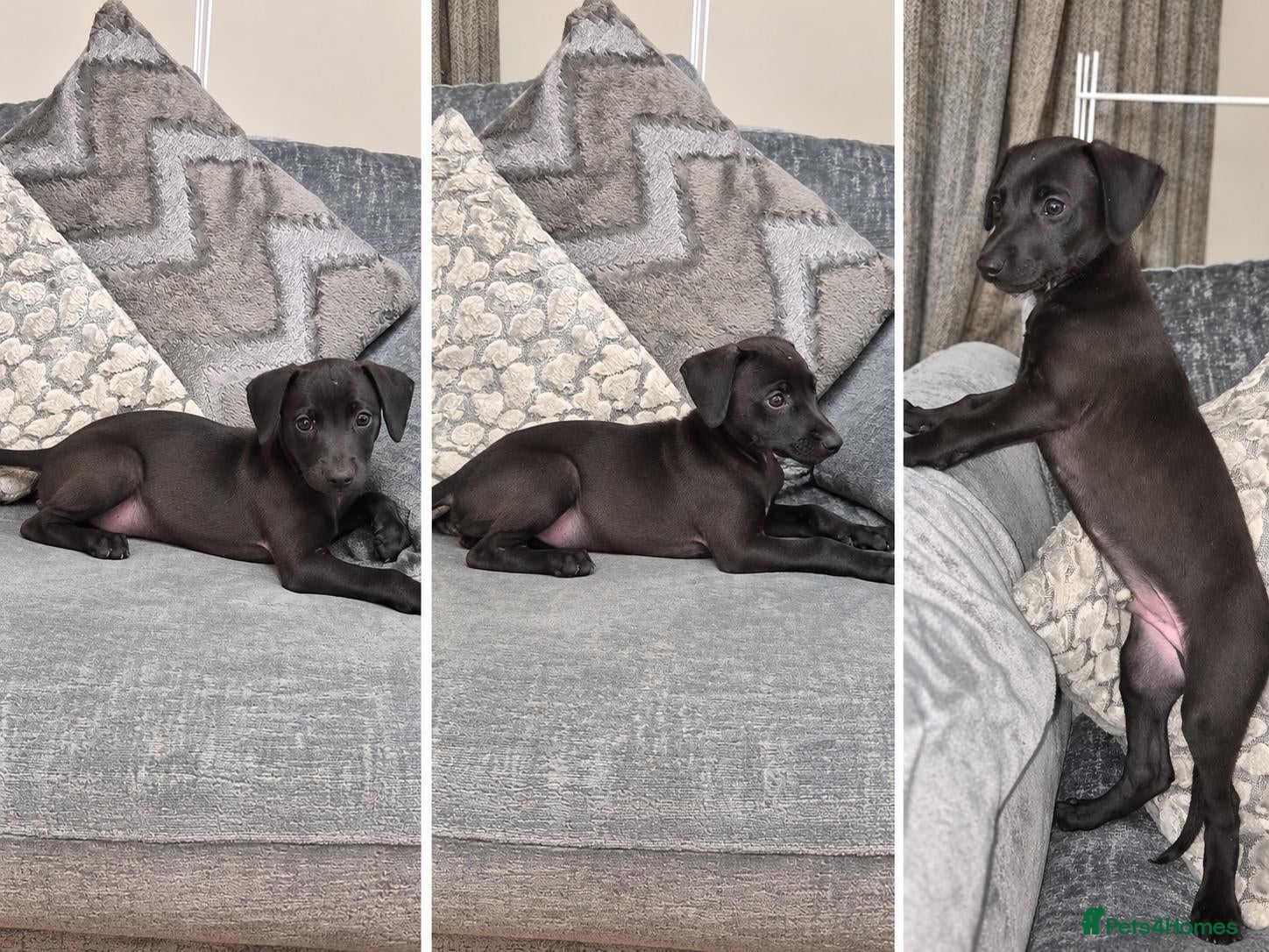 Mixed Breed dogs Beautiful Bedlington whippet puppies  - Advert 18