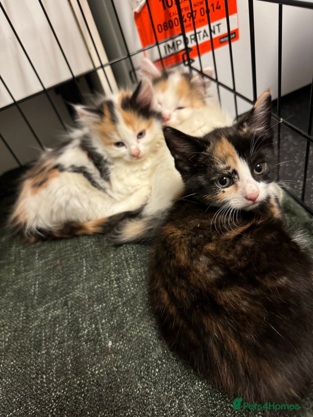 Mixed Breed cats for sale: Just 1 beautiful grey&white kitten left Ready Now - Advert 7