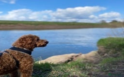 Miniature Poodle dogs for stud: Proven extensively health tested KC RED poodle in Swansea - Image 4