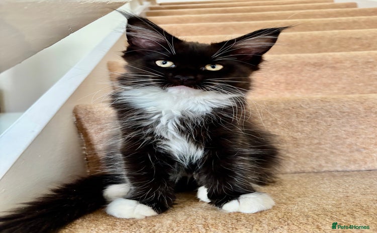 Maine Coon cats - Advert 9