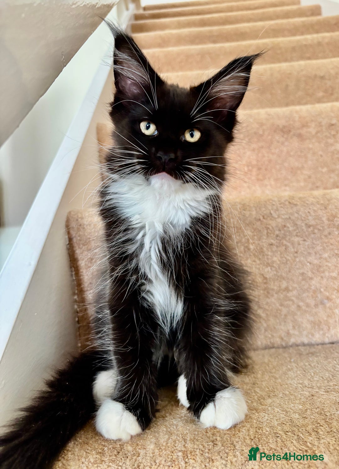 Maine Coon cats for sale: 2 amazing Maine Coon girls💞💞💞 - Image 7