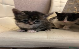Mixed Breed cats for sale: Kittens available  - Image 9
