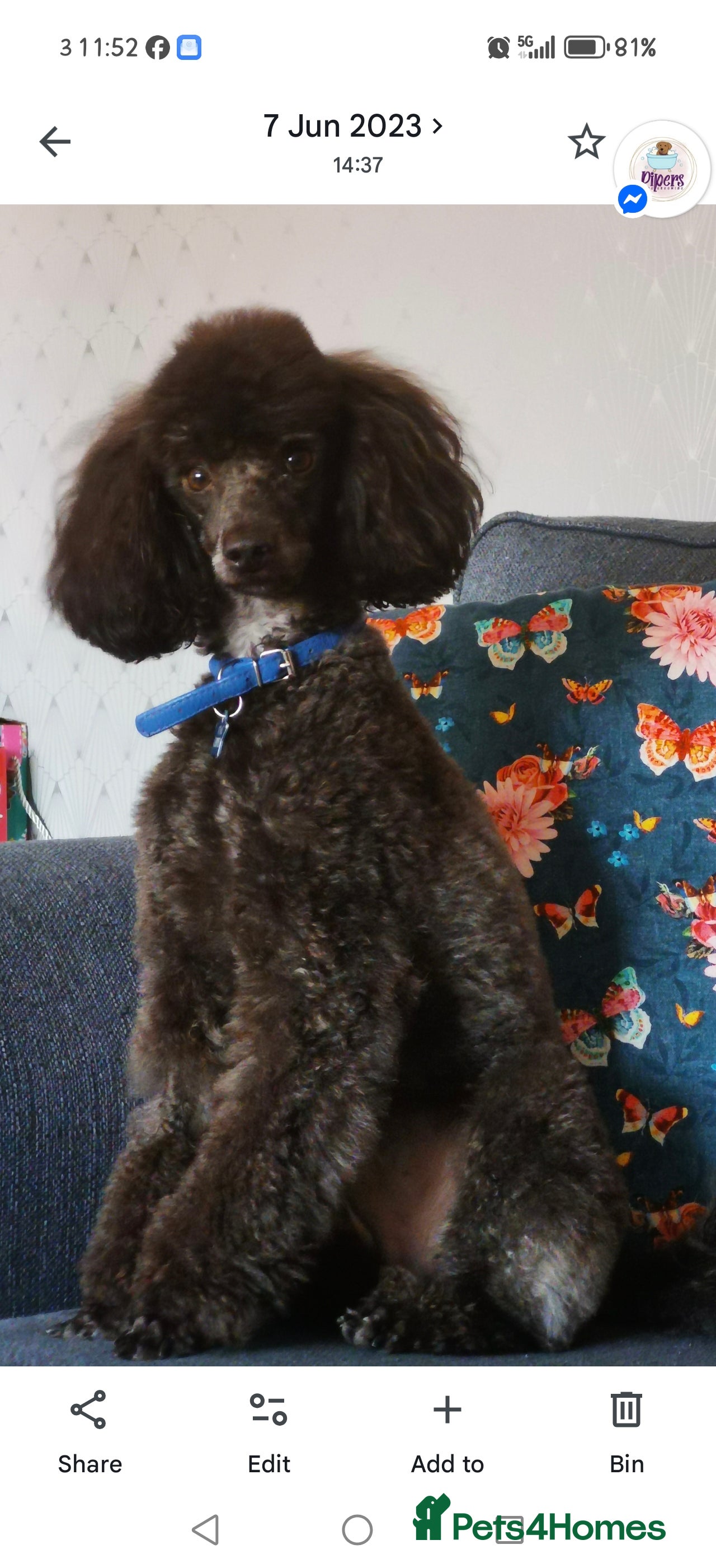 Miniature Poodle dogs 5yr old Poodle needs a child free home - Advert 2