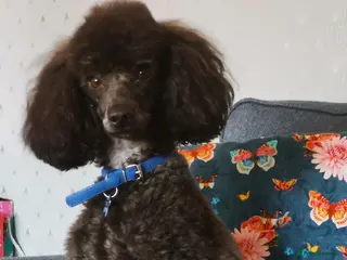 Miniature Poodle dogs 5yr old Poodle needs a child free home - Advert 2