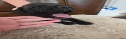 Staffordshire Bull Terrier dogs for sale: Staffordshire Bull terrier puppies 🐶  in Cheltenham - Advert 9