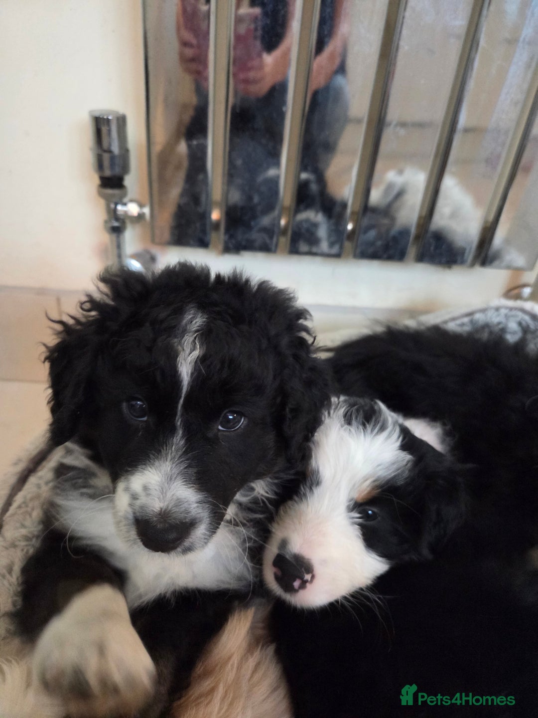Bordoodle dogs for sale: Bordoodle pups - Advert 4
