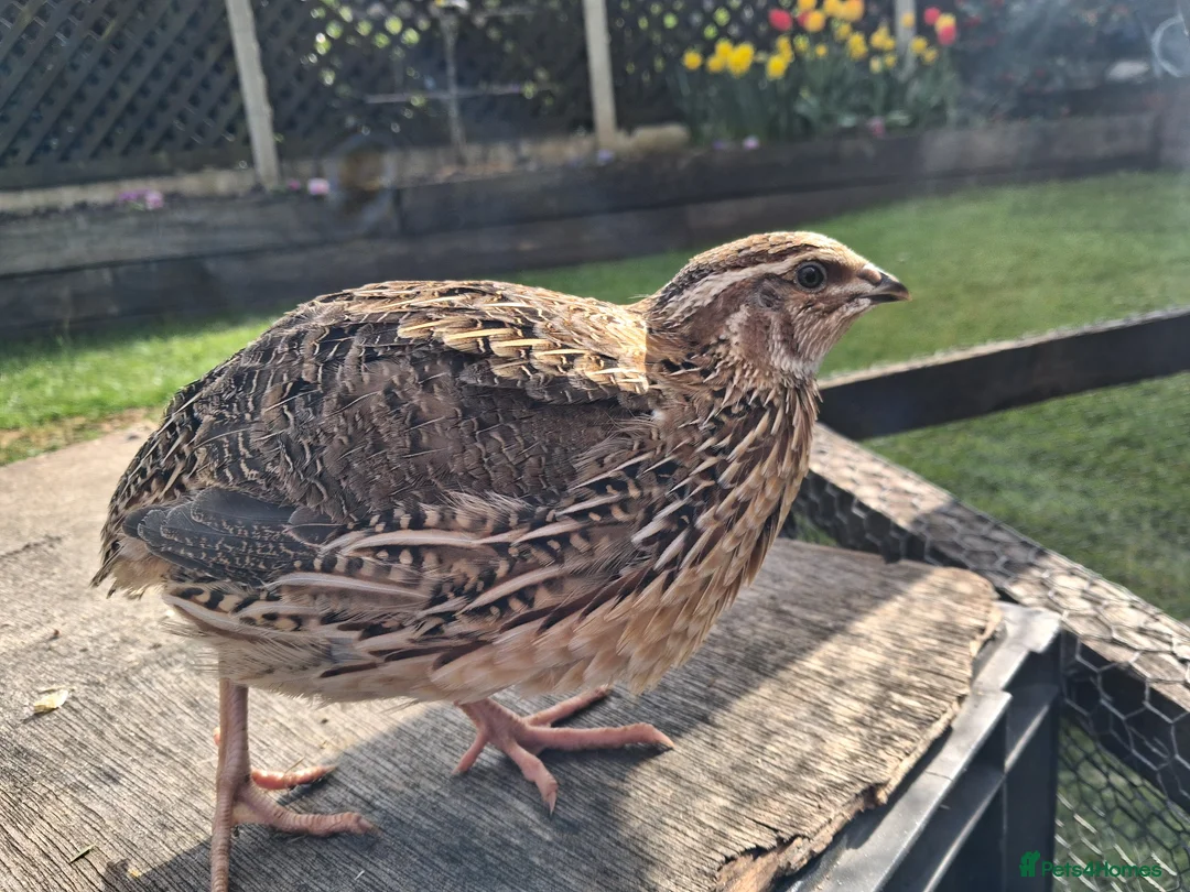 Quail poultry for sale: Quail . Japanese coturnix quail - Advert 1