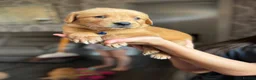 Golden Retriever dogs for sale: Beautiful golden retriever puppies  - Advert 10