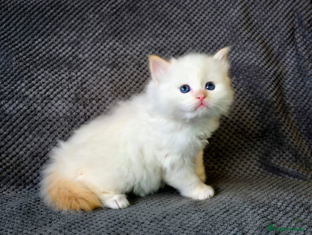 Ragdoll cats for sale: Ragdoll  - Advert 2